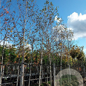Betula utilis 'Doorenbos' 18-20 HO draadkluit
