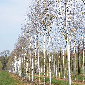 Betula utilis 'Doorenbos' 18-20 HO draadkluit