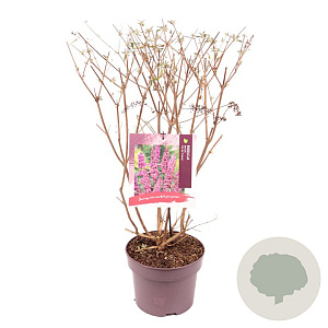 Buddleja d. 'Ile de France' 50-60 cm 5,0L