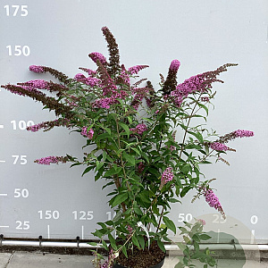 Buddleja d. 'Pink Delight' 125-150 cm 20L