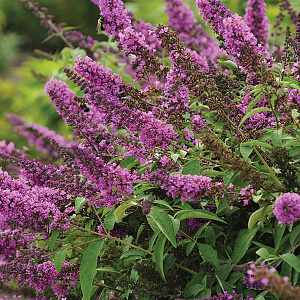Buddleja Free Petite Tutti Fruitti 30-40 cm 2,0L