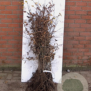 Carpinus betulus 80-100 cm wortelgoed 2/0