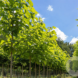 Catalpa bignonioides 60-80 cm wortelgoed 2/0