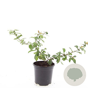 Chaenomeles sup. 'Crimson and Gold' GM C1.3