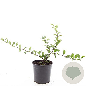 Chaenomeles sup. Pink Trail GM C1.3