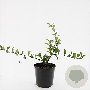 Chaenomeles sup. Pink Trail GM C1.3