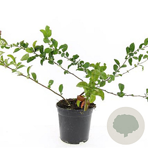 Chaenomeles sup. Pink Trail GM C1.3