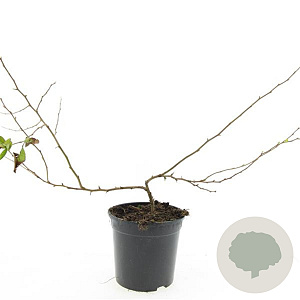 Chaenomeles sup. Pink Trail GM C1.3