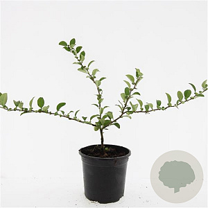 Chaenomeles sup. 'Texas Scarlet' GM C1.3