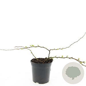 Chaenomeles sup. 'Texas Scarlet' GM C1.3