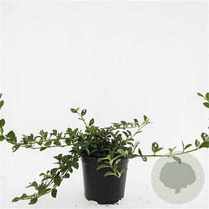 Cotoneaster dam. 'Major' GM C1.3