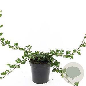 Cotoneaster dam. 'Major' GM C1.3