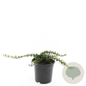 Cotoneaster dam. 'Mooncreeper' GM C1.3