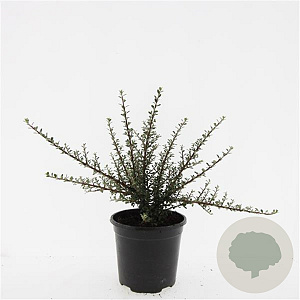 Cotoneaster m. 'Tanja' GM C1.3