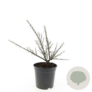 Cotoneaster m. 'Tanja' GM C1.3