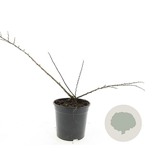 Cotoneaster nanshan 'Boer' GM C1.3