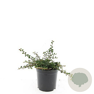 Cotoneaster pr. 'Streib's Findling' GM C1.3