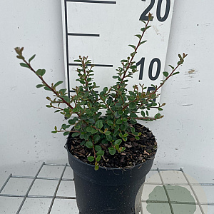 Cotoneaster pr. 'Streib's Findling' GM C1.3