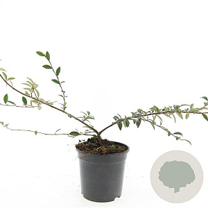 Cotoneaster sal. 'Gnom' GM C1.3