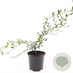 Cotoneaster sal. 'Parkteppich' GM C1.3