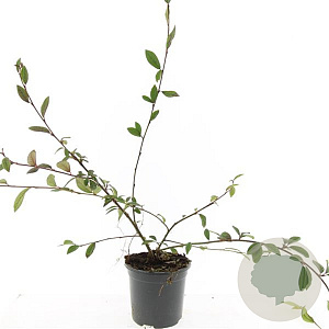 Cotoneaster sal. 'Parkteppich' GM C1.3