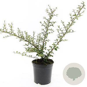 Cotoneaster suec. 'Coral Beauty' GM C1.3