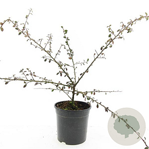 Cotoneaster suec. 'Coral Beauty' GM C1.3