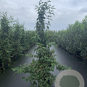 Deutzia hybrida 'Mont Rose' 175-200 cm 20L 3 stok