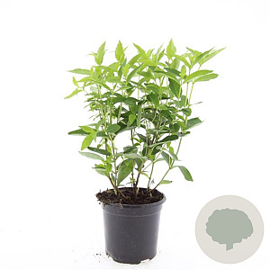 Diervilla sessilif. 'Butterfly' GM C1.3