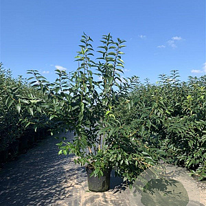 Forsythia int. 'Lynwood' 100-125 cm 12L