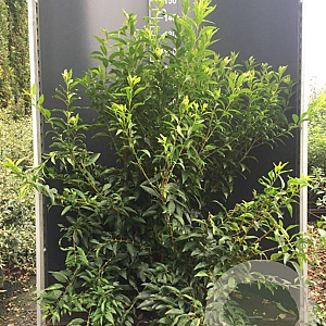 Forsythia int. Week-End 100-125 cm 12L