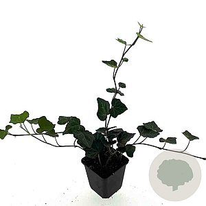 Hedera hibernica GM P9