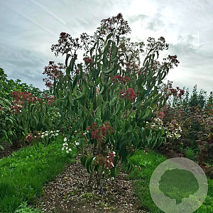 Heptacodium miconioides 175-200 cm draadkluit