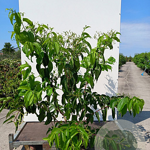 Heptacodium miconioides 175-200 cm 20L