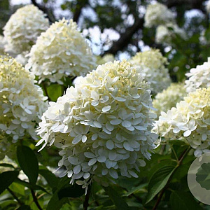 Hydrangea paniculata 40-60 cm wortelgoed 0/1/2 2-3 tak
