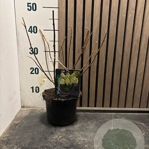 Hydrangea pan. 'Limelight' 30-35 cm 2,0L