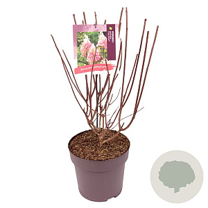 Hydrangea pan. Pinky Winky 50-60 cm 10L