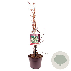 Hydrangea anomala petiolaris 60-80 cm 7,5L