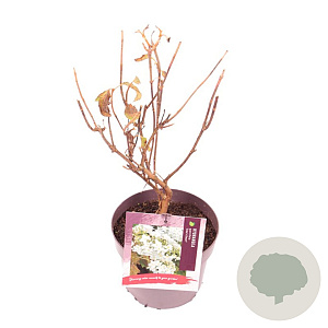 Hydrangea querc. 'Sike's Dwarf' 30-35 cm 3,0L