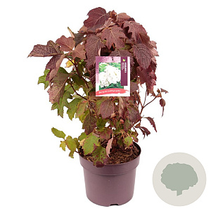 Hydrangea querc. Snow Queen 40-50 cm 7,5L