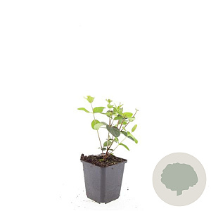 Hypericum i. 'Rheingold' GM P9