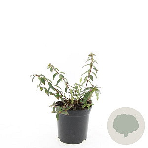 Hypericum moser. 'Tricolor' GM C1.3