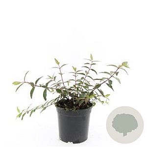 Hypericum moser. 'Tricolor' GM C1.3