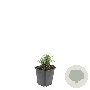 Lavandula ang. 'Rosea' GM P9