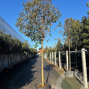Ligustrum japonicum 18-20 HO cont. 110L lei 180x150 220 cm stam