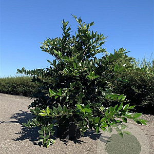 Ligustrum lucidum 80-100 cm 20L