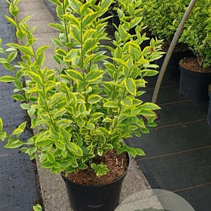 Ligustrum oval. 'Aureum' 100-125 cm 12L