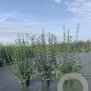 Ligustrum vulg. 'Atrovirens' 40-60 cm 4,0L