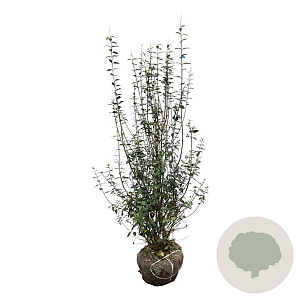 Ligustrum vulg. 'Atrovirens' 125-150 cm met kluit