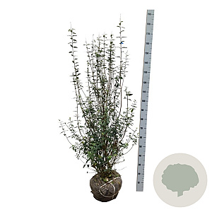 Ligustrum vulg. 'Atrovirens' 125-150 cm met kluit